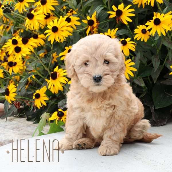 Helena, Mini Goldendoodle Puppy